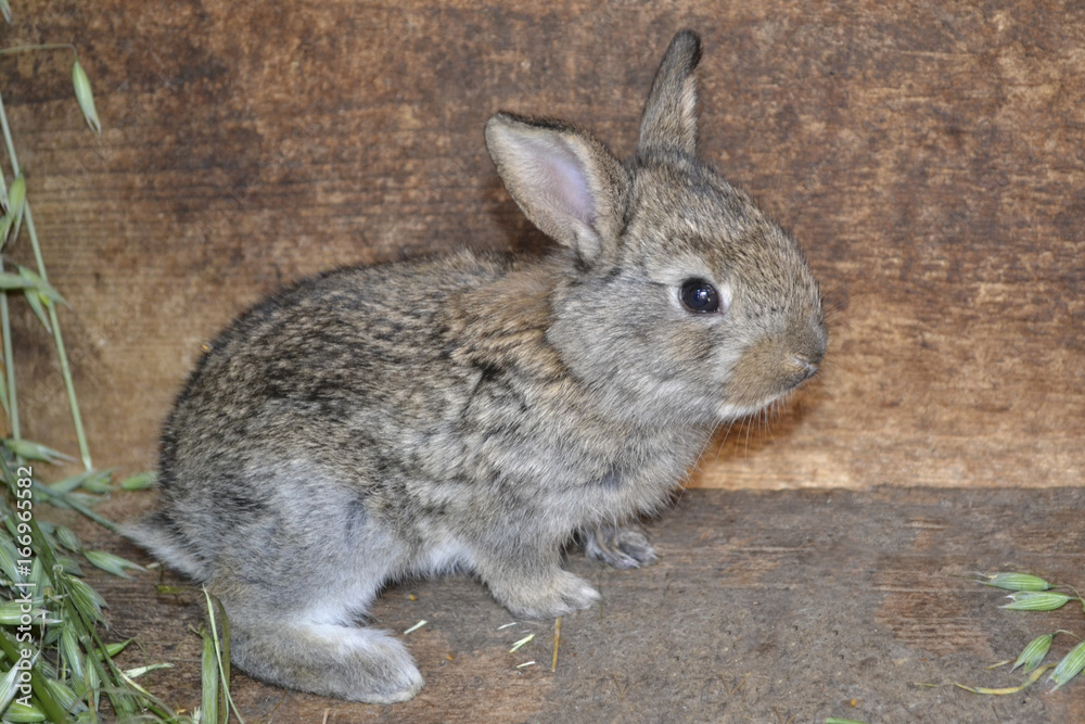 Fototapeta premium Rabbit in the cage - small bunny, countryside farm