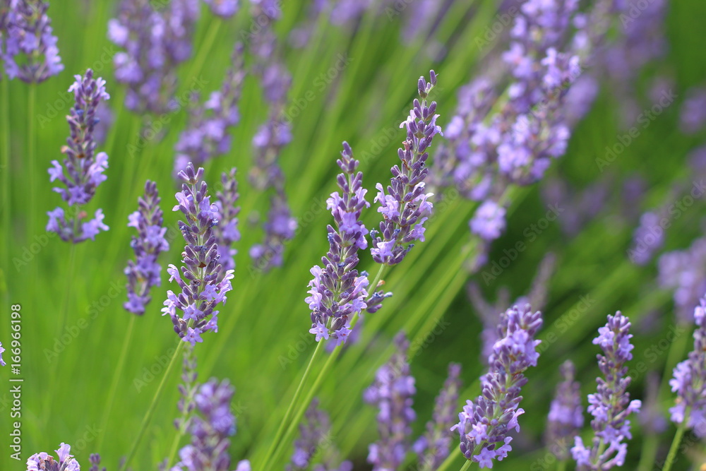 Obraz premium ラベンダーの花