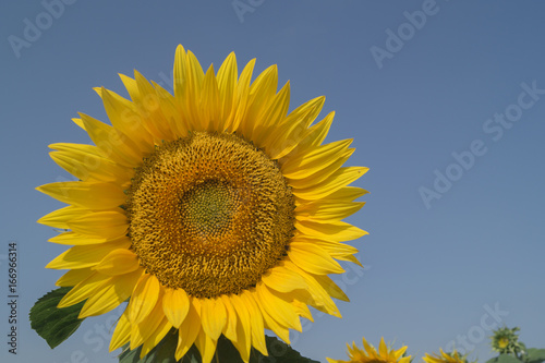Fototapeta Naklejka Na Ścianę i Meble -  Sunflower grows in the field on the background of the blue sky