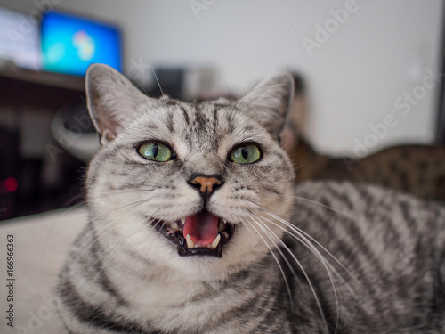 Meow of British Shorthair cat © Pierre