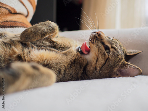 Fotografie tired Savannah cat