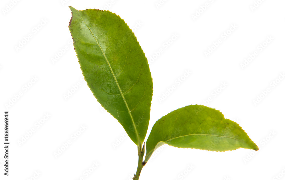 Obraz premium Tea Leaves isolated