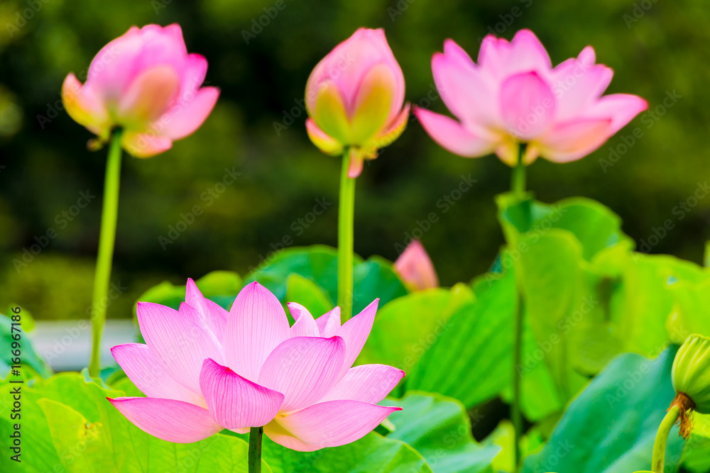 The Lotus Flower.Background is the lotus leaf and lotus bud  and lotus flower and tree.Shooting location is Yokohama, Kanagawa Prefecture Japan.