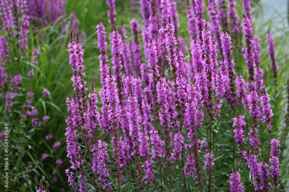 Bush of purple lavender. Bush of purple lavender.
