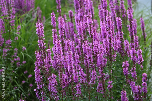 Bush of purple lavender.