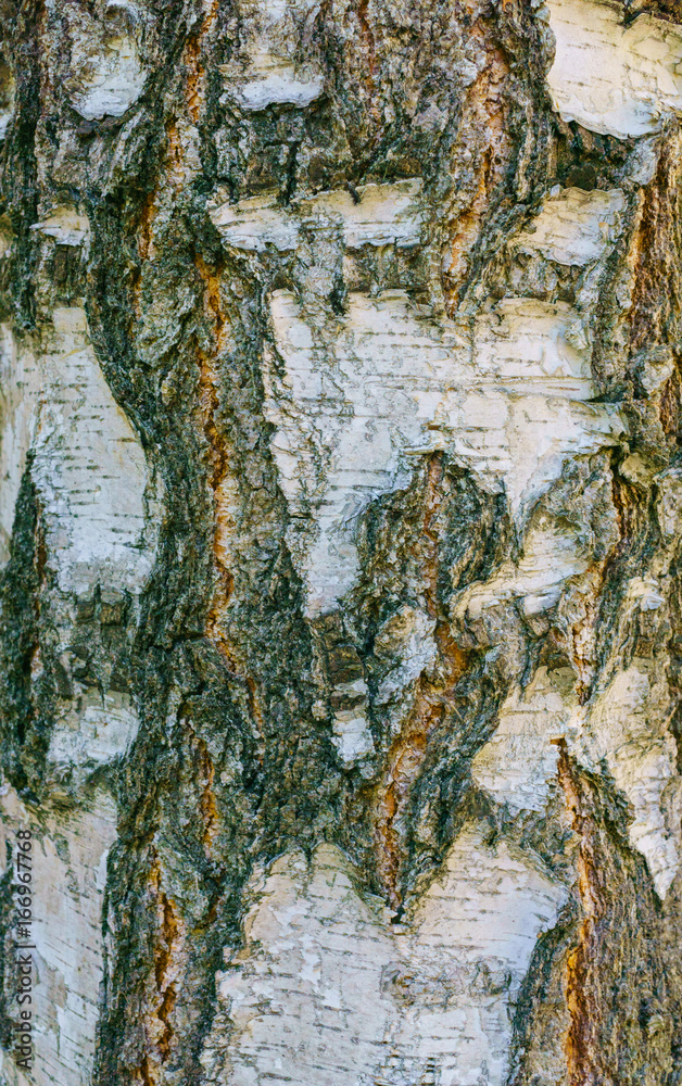 Obraz premium Tree beautiful background