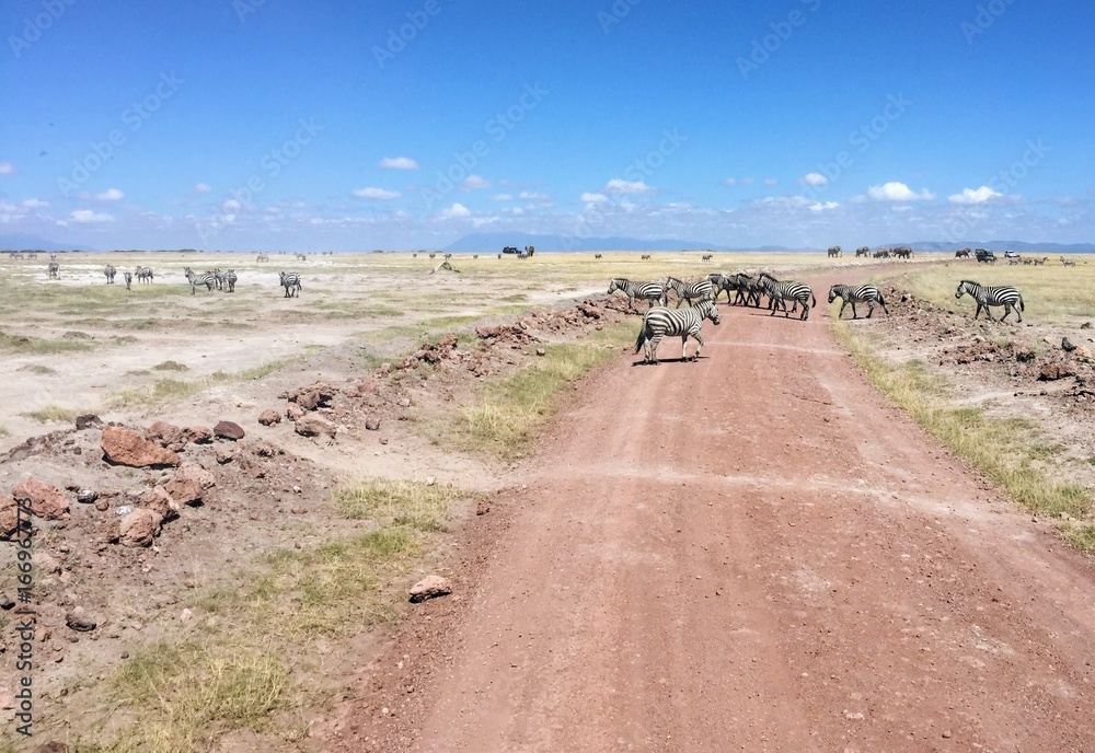 Zebras crossing the road in Amboseli National Park in Kenya