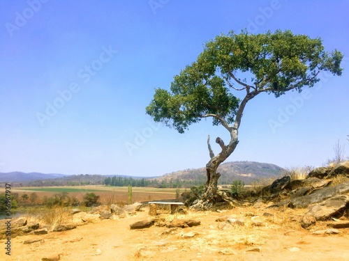 Lone tree on a hill in rural Zimbabwe