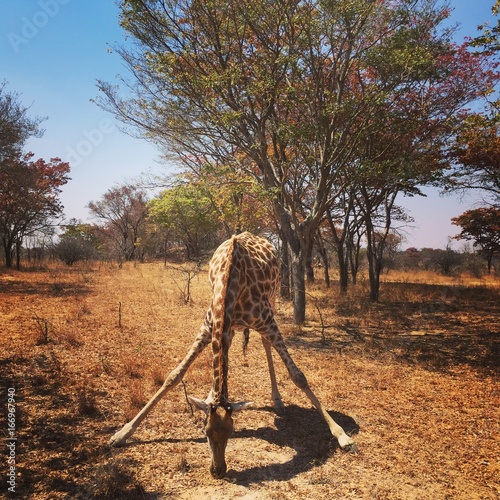 Giraffe eating off the ground at a safari park in Zimbabwe