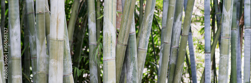 Bambus als Hintergrund