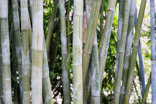 Bambus als Hintergrund