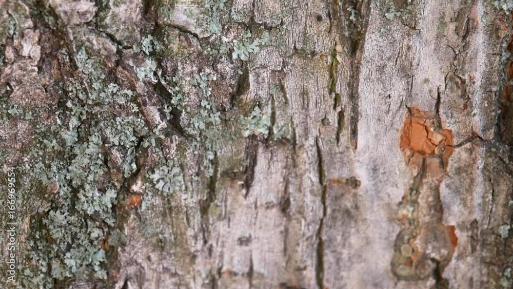 Several ants crawl along the bark of a tree. Several ants crawl along the bark of a tree.