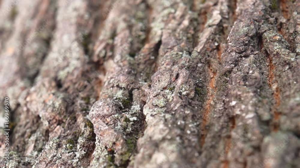 Several ants crawl along the bark of a tree. Several ants crawl along the bark of a tree.