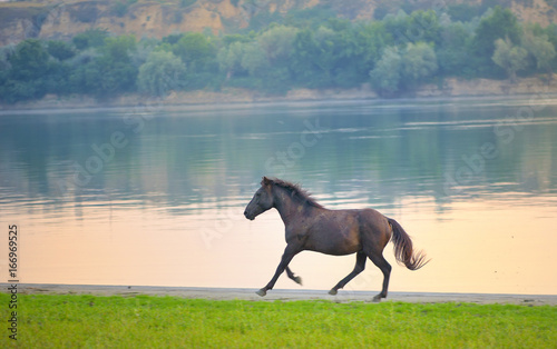 Wild horse near Danube river
