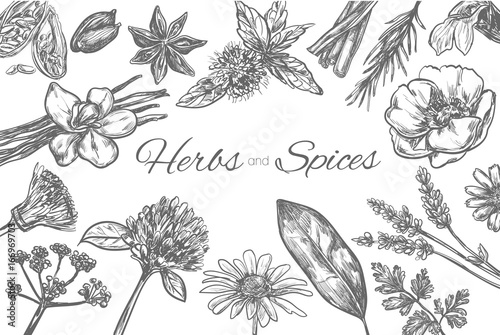 Herbs and Spices vector template. Frame in sketch style. Hand drawn illustration