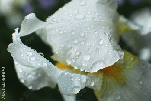 White iris flower in the green garden close up