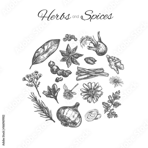 Herbs and spices vector hand drawn concept. Sketch style. Isolated on white