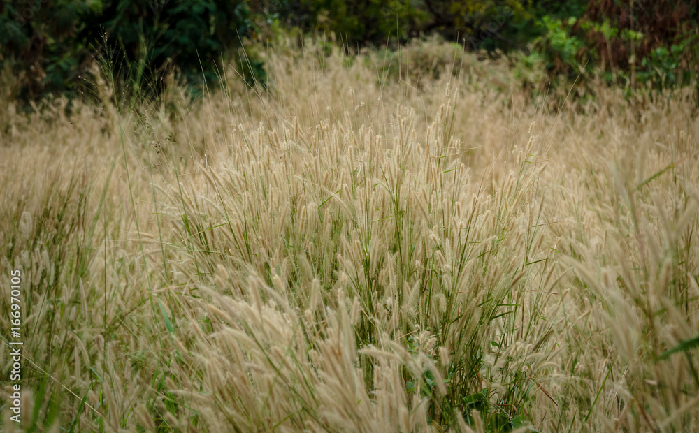 Grass flower field Grass flower field