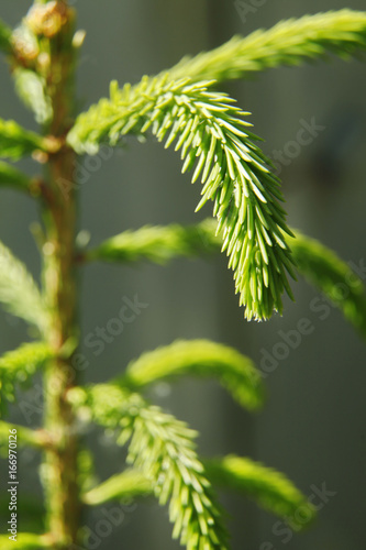 Fresh fir branch of young fir tree with fir needles close up