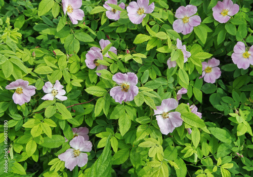 Dog-rose (briar, brier, canker-rose) flowers in the garden close up photo