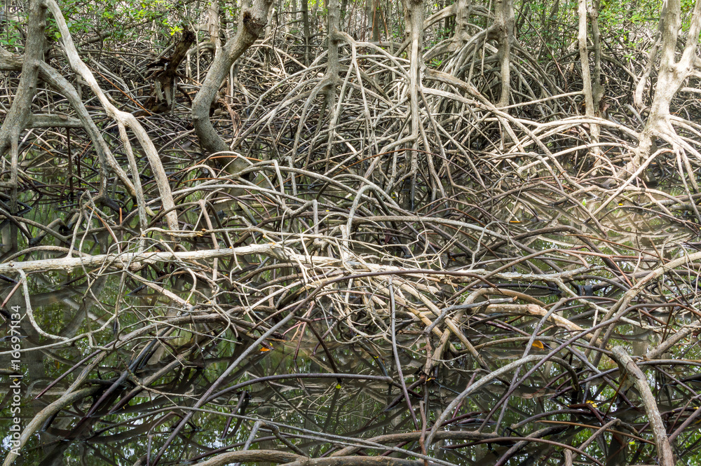 Mangrove forest at Pranburi Forest National Park, Prachuap Khiri Khan, Thailand Mangrove forest at Pranburi Forest National Park, Prachuap Khiri Khan, Thailand