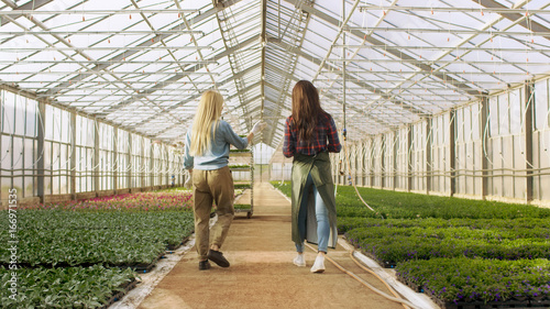 In the Sunny Industrial Greenhouse Professional Gardener Teach Her Young Apprentice How to Work with Beautiful Flowers.