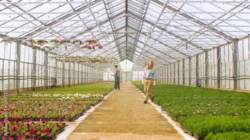 Shot in a Sunny Industrial Greenhouse Where Gardeners Water Flowers and Plants With Hosepipe and Arrange, Sort and Check their Quality. © Gorodenkoff