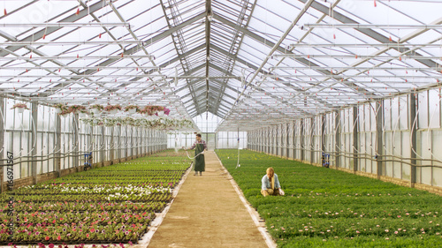 Shot in a Sunny Industrial Greenhouse Where Gardeners Water Flowers and Plants With Hosepipe and Arrange, Sort and Check their Quality. © Gorodenkoff