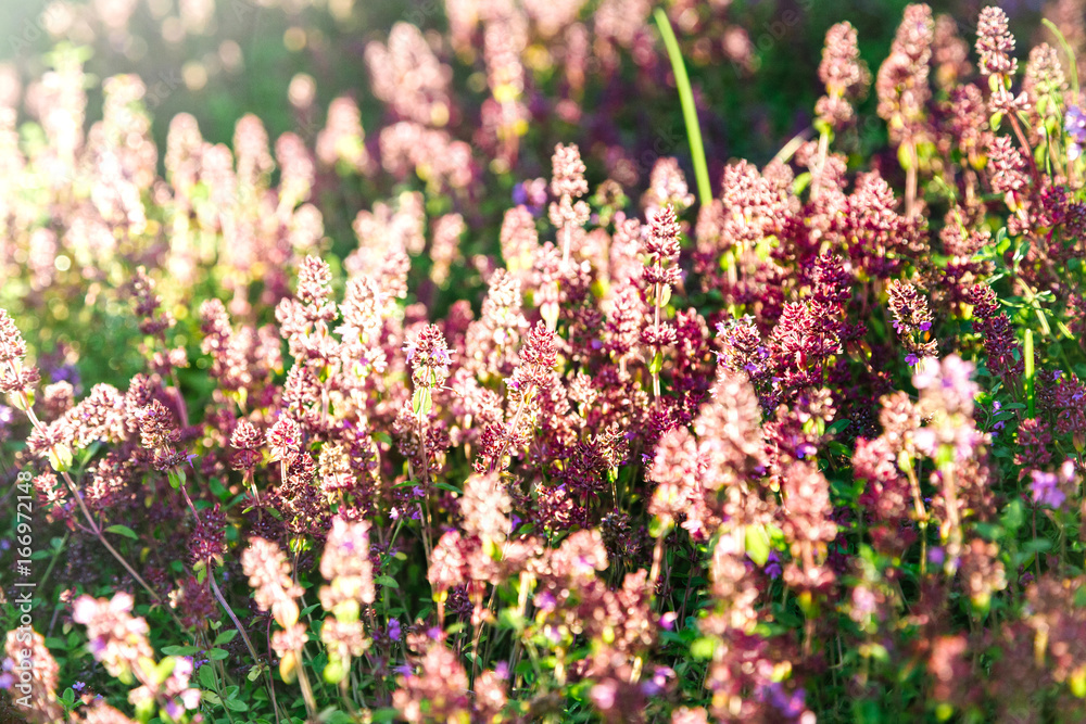 Fototapeta premium Thymus serpyllum