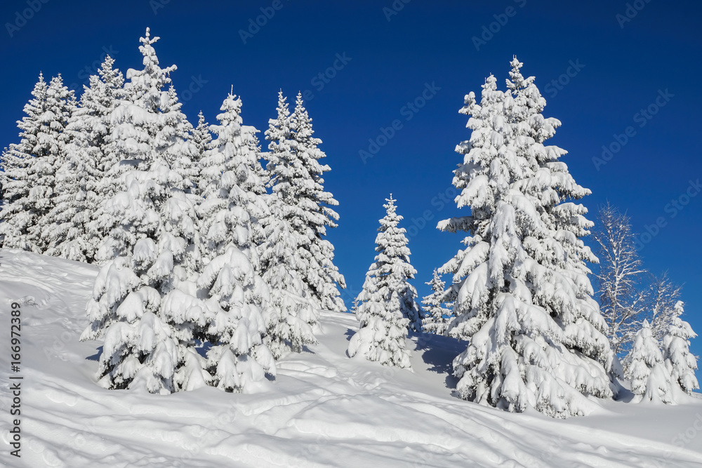 snowy pine trees