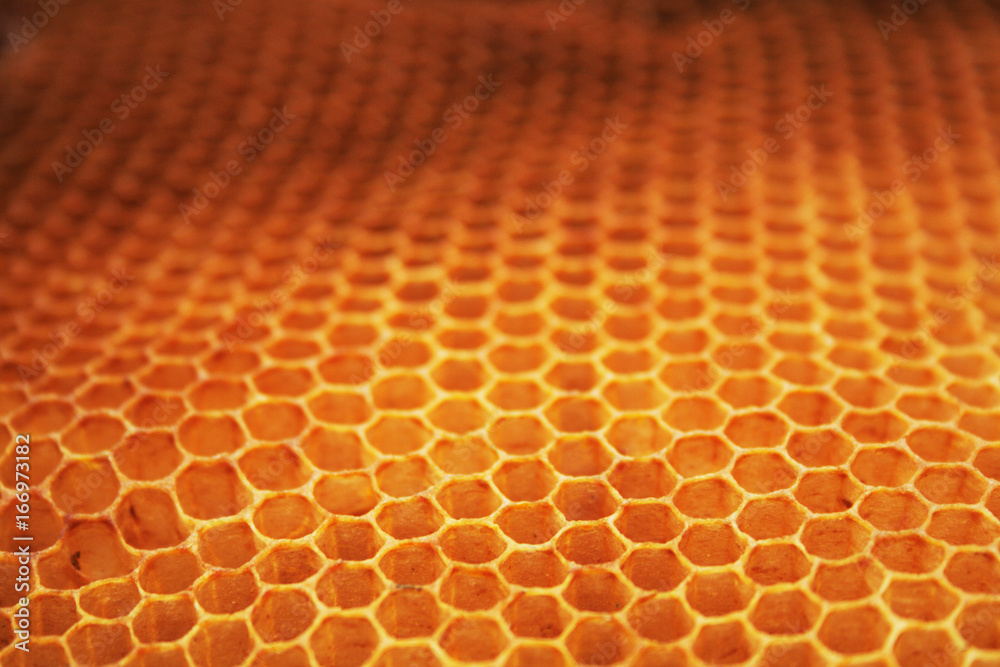 empty honey background empty honey background