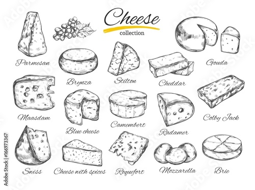 Cheese collection. Vector hand drawn illustration of cheese types . Isolated on white