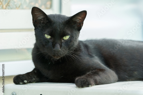 優雅にくつろぐ黒猫