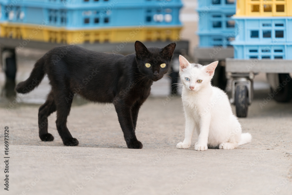 黒猫・白猫 [DVD]