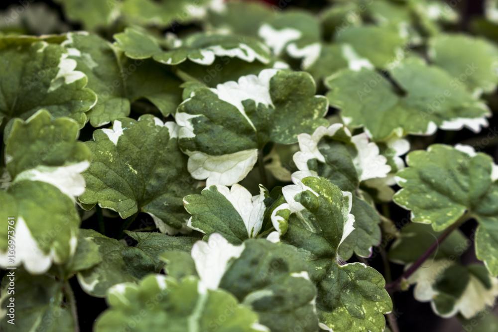 True Catnip / Nepeta / Trailing Plant True Catnip / Nepeta / Trailing Plant