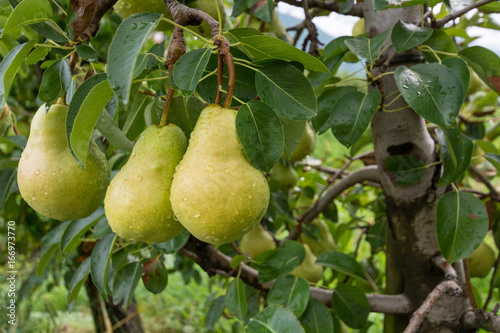 Three mature pears on the foreground plant.