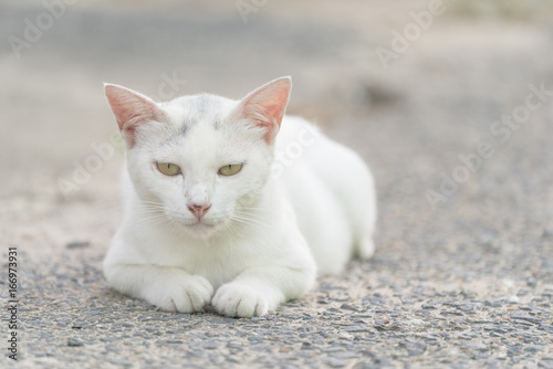 日陰でくつろぐ白猫