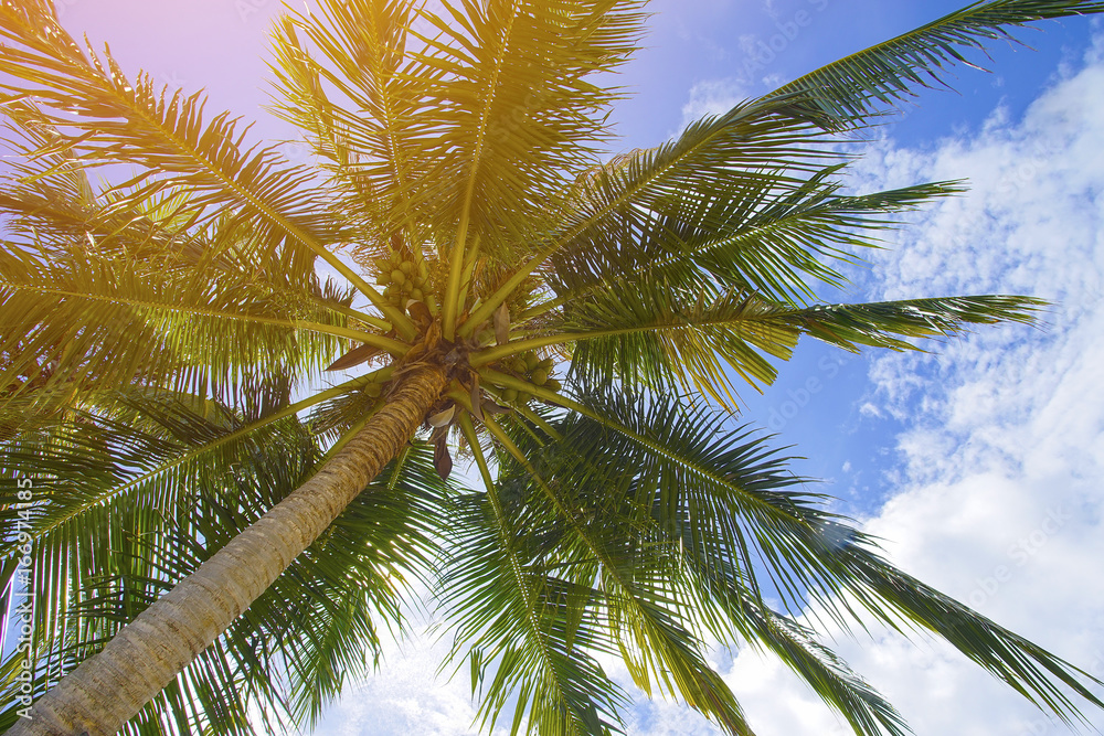coconut palm with dramatic blue sky.