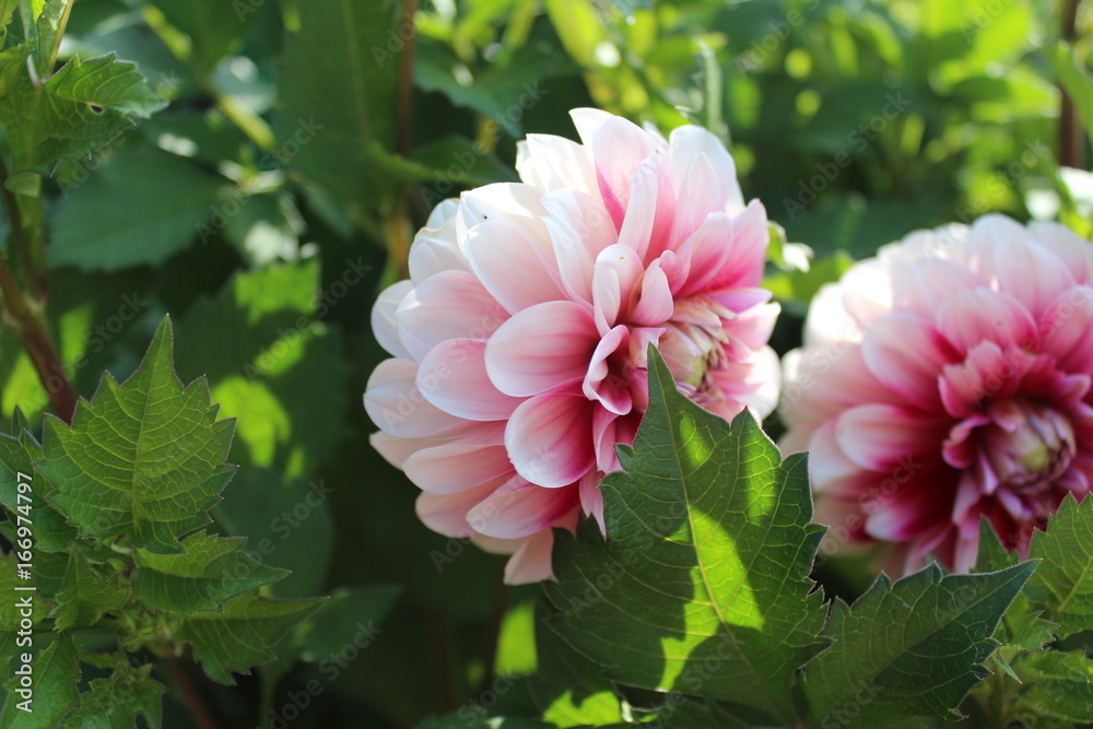 Obraz premium Георгины