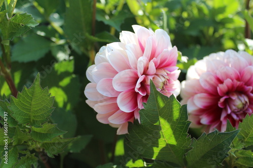 Fototapeta Naklejka Na Ścianę i Meble -  Георгины