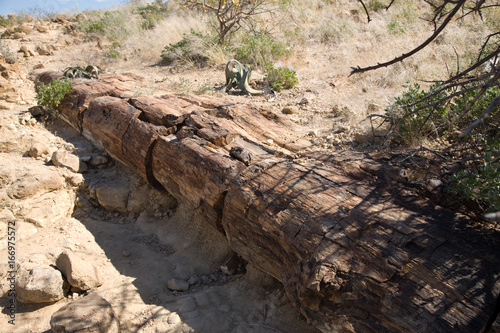 Petrified forest, Khorixas, Damarland - Namibia