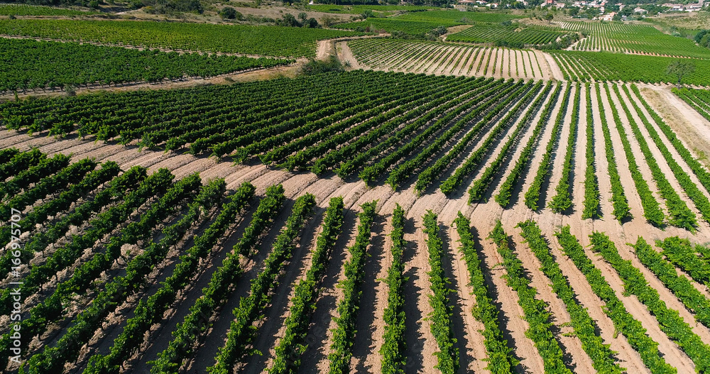 vignes en vue aérienne, france vignes en vue aérienne, france