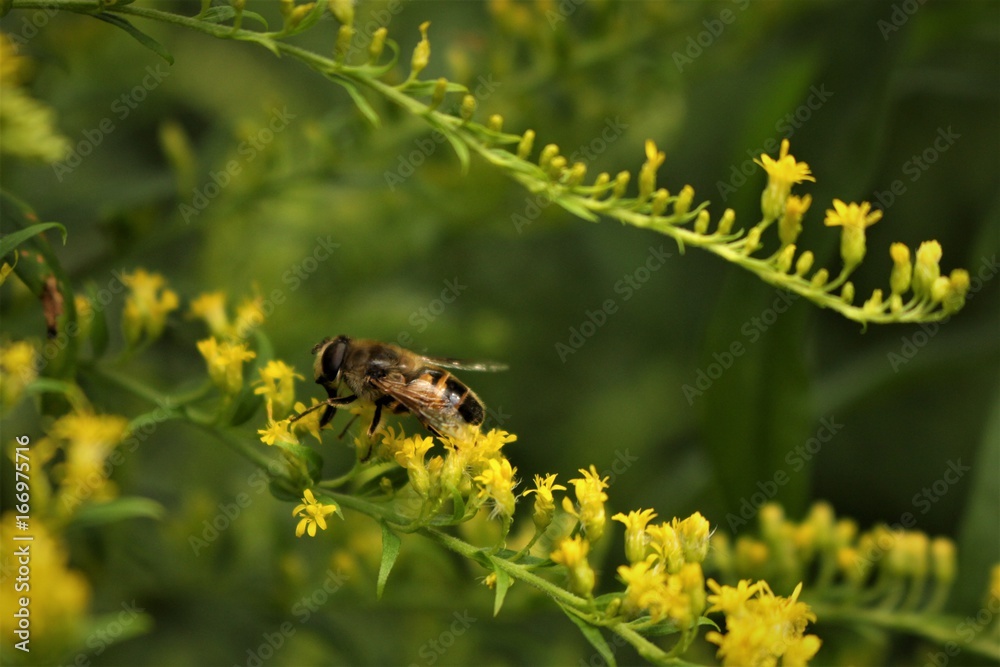 Bee's at work Bee's at work