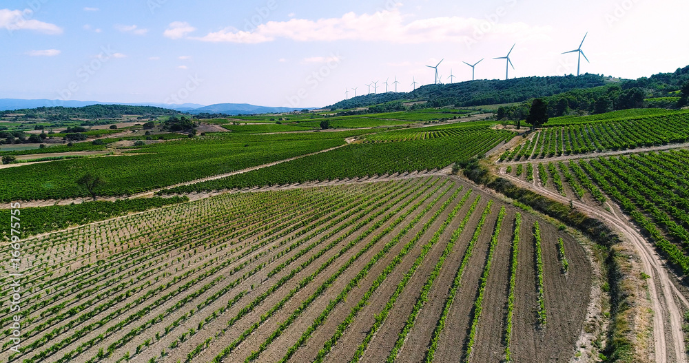 paysage de vignes avec éolienne en fond