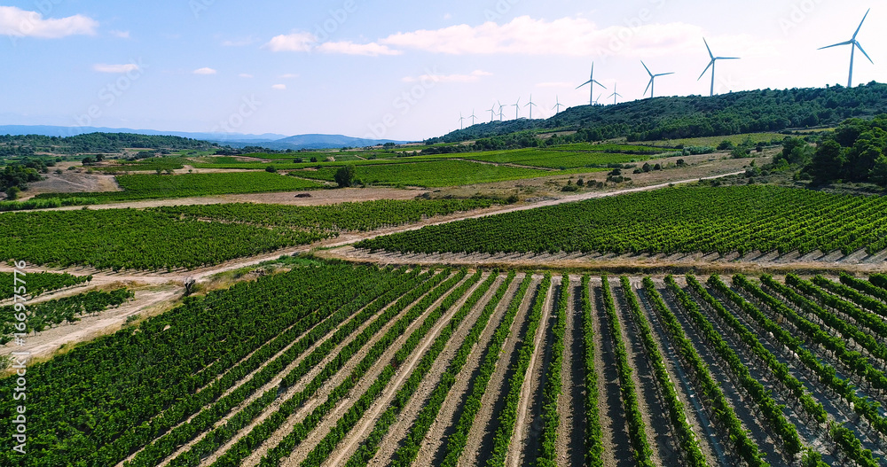 paysage de vignes avec éolienne en fond