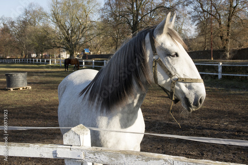 Kladruby nad Labem, Czech horse breed, Starokladruby white domesticated horses, winter season, sunny day, horses on pasture, Czech republic photo