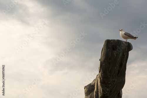 Bird Gull sitting on the old dry tree. Cloud Background. Concept Marine Dream. photo