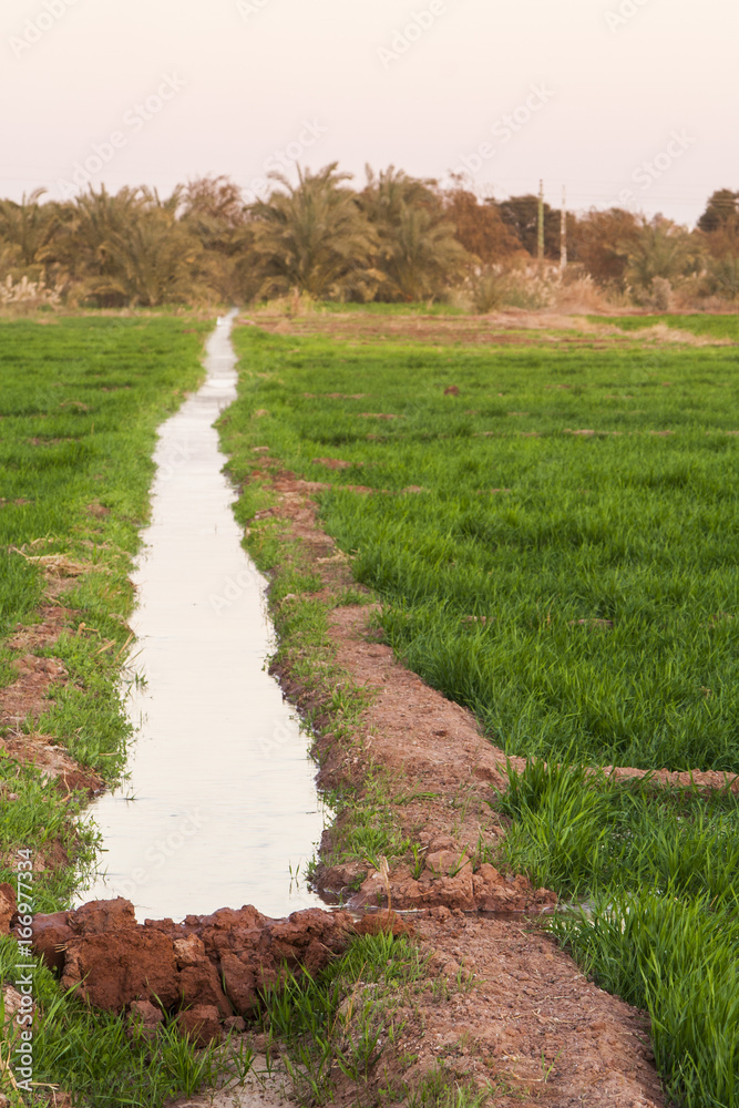 Irrigation channel on the fields at Dahla oasis, Egypt. Irrigation channel on the fields at Dahla oasis, Egypt.