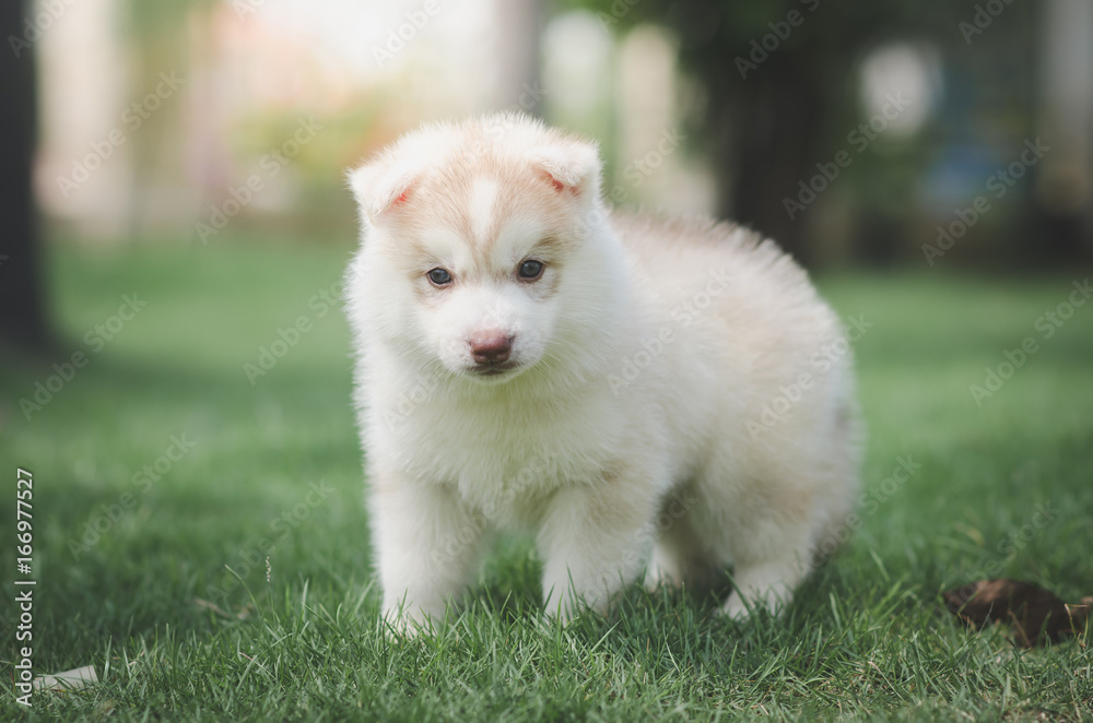 siberian husky puppy on green grass