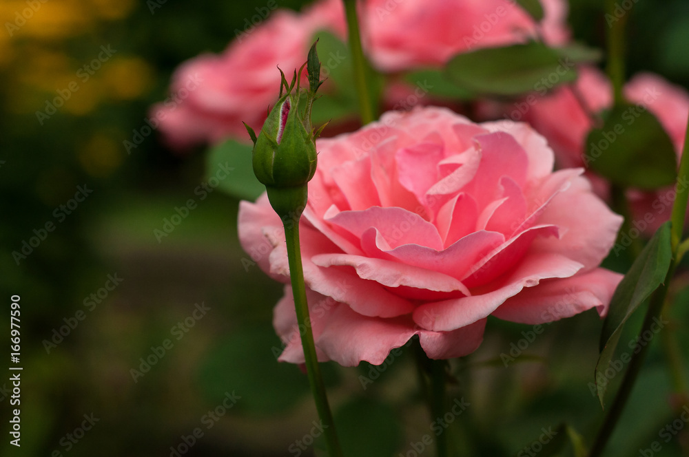 Pink roses with buds on a background of a green bush in the garden.
